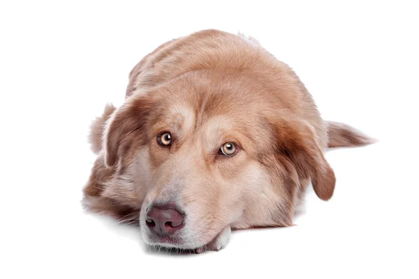 Aidi , สายพันธุ์สุนัขโมร็อกโก — ภาพถ่ายสต็อก