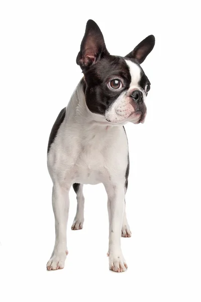 Boston Terriër hond — Stockfoto