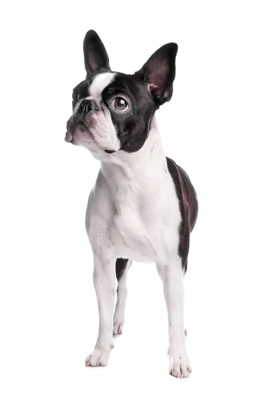 Boston Terrier cão — Fotografia de Stock