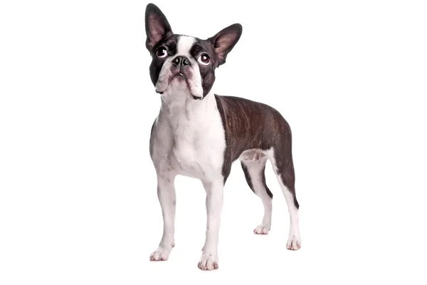 Boston terrier dog — Stock Photo, Image