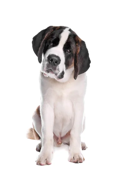 St. Bernard pup — Stockfoto