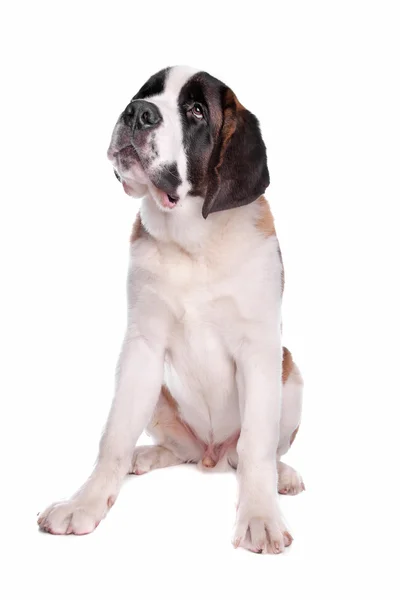 St.bernard pup — 图库照片