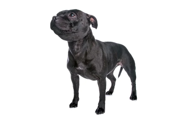 Staffordshire terrier — Stockfoto