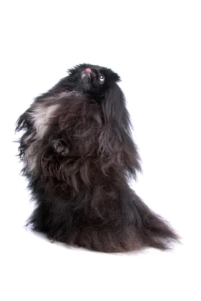 Pekingese dog — Stock Photo, Image