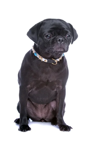 Černý Mops pes — Stock fotografie