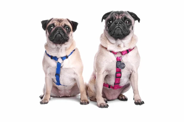 Two pug dogs — Stock Photo, Image