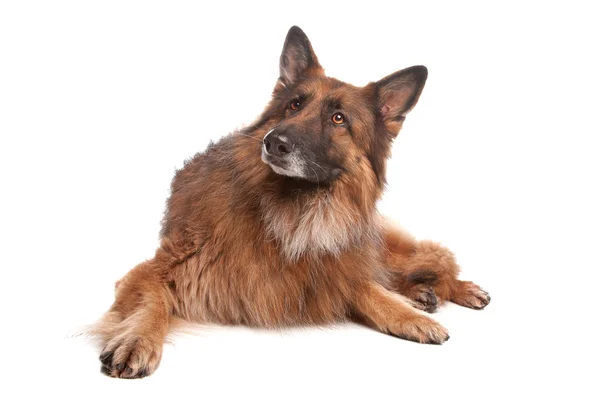 Deutscher Schäferhund — Stockfoto