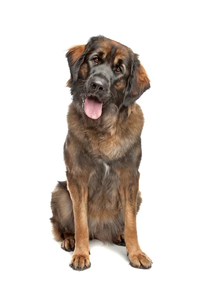 Leonberger. — Fotografia de Stock