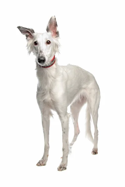 Windhound de seda —  Fotos de Stock