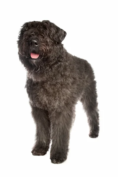 Bouvier des flandres — Zdjęcie stockowe