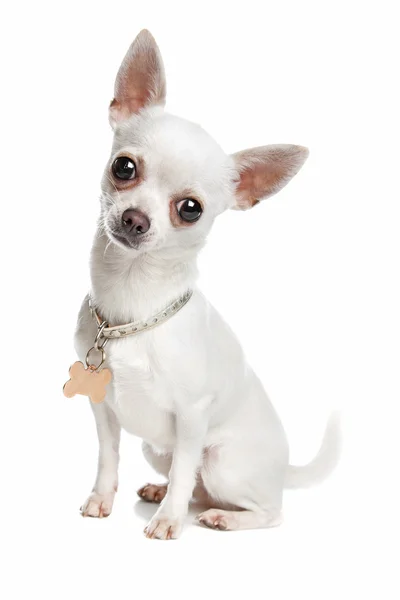 Chihuahua — Stock Photo, Image