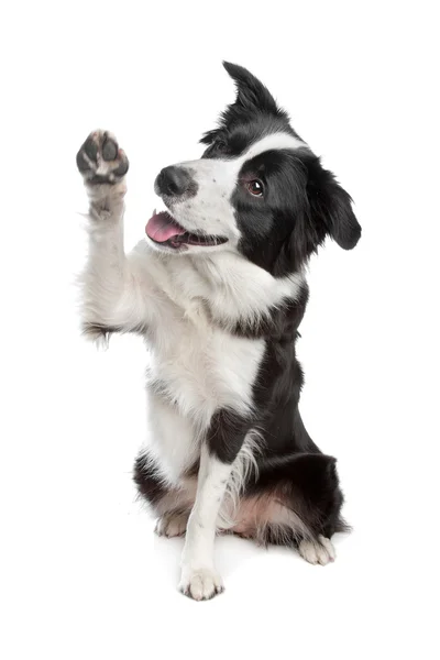 Border Collie Schäferhund — Stockfoto