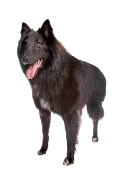 Belgian Shepherd Dog (Groenendael) — Stock Photo, Image