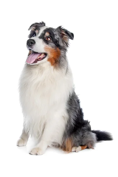 Australian Shepherd, Aussie — Stockfoto