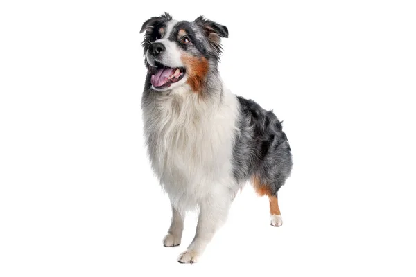 Australian Shepherd, Aussie — Stockfoto