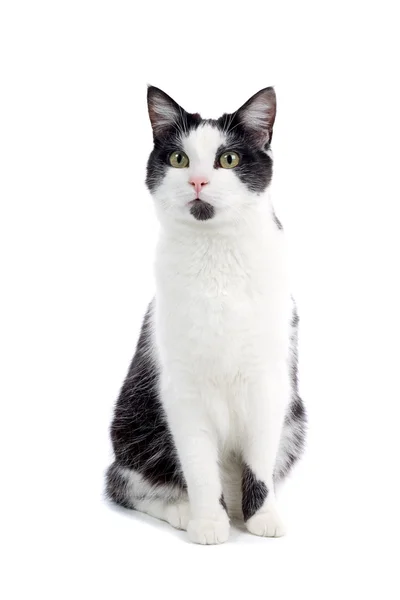 Black and white cat Stock Picture