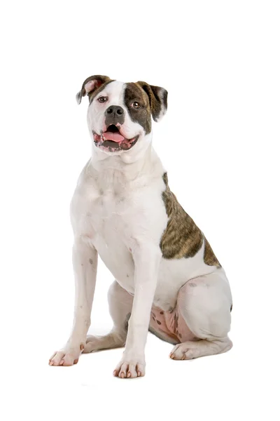 American bulldog puppy ( 5 months old) Royalty Free Stock Images