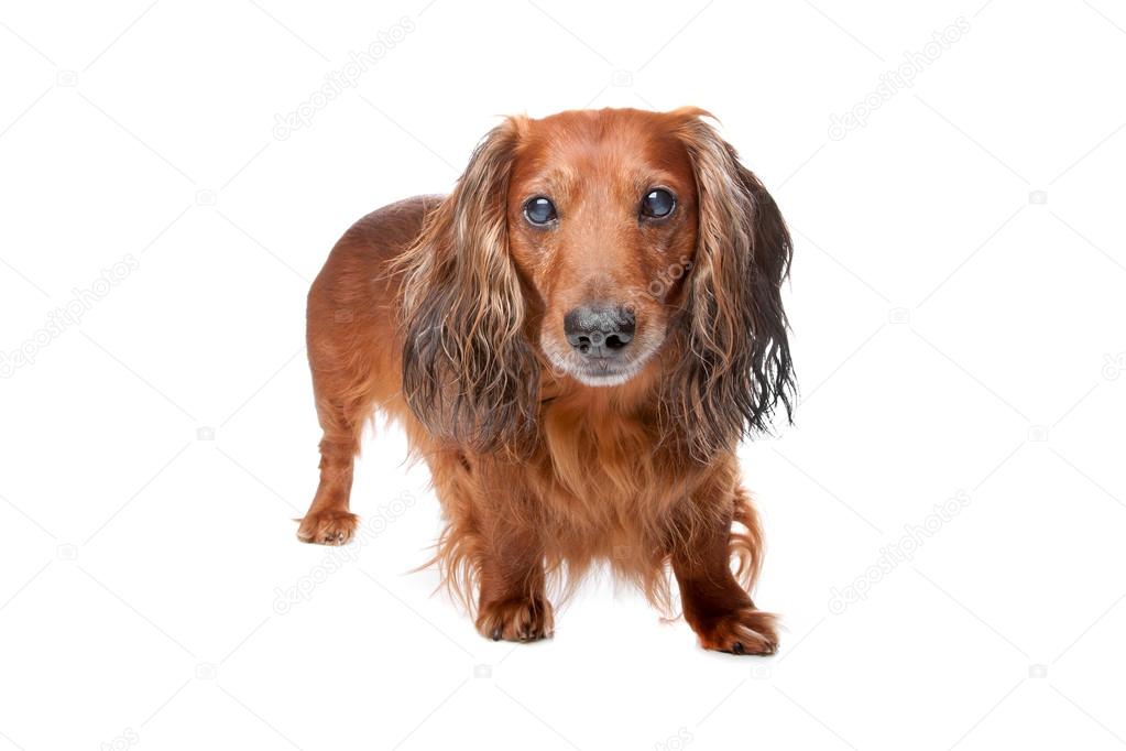 Long haired Standard Dachshund dog