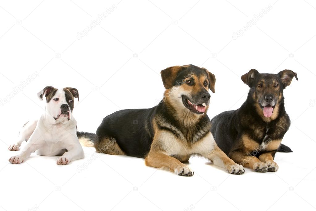 Can You Breed Two Mixed Dogs