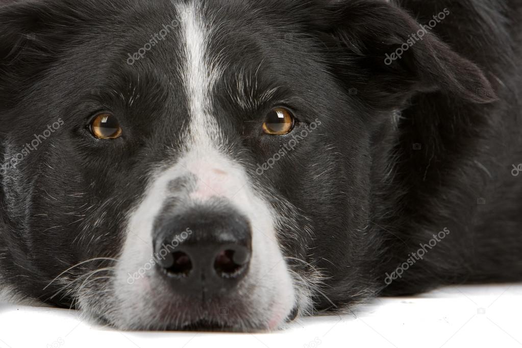 Chien Noir Et Blanc Border Collie Photographie Eriklam