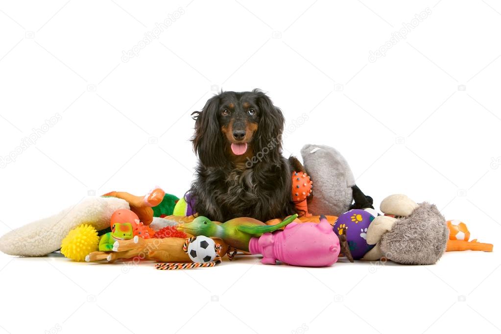 Old dachshund sitting on a pile of toys