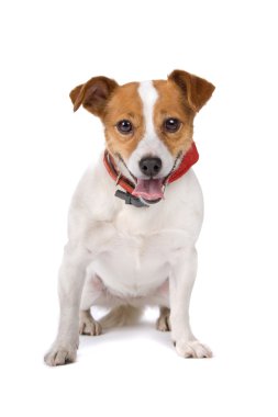 Jack Russel Terrier köpeği.