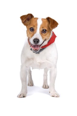 Jack Russel Terrier köpeği.
