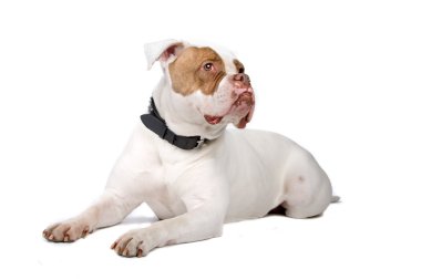 aşağı uzanmış ve kameraya bakarak Amerikan bulldog