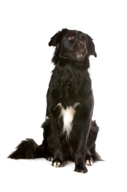 siyah karışık breed kenar kömür ocağı