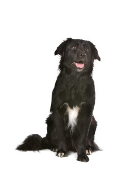 siyah karışık breed kenar kömür ocağı