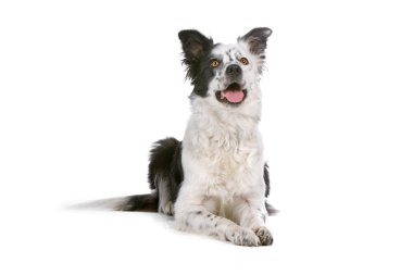 kenar kömür ocağı çoban köpeği