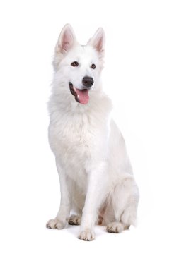 Beyaz arka plan önünde beyaz çoban köpeği