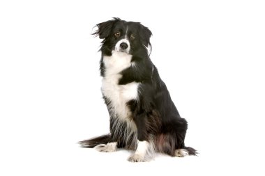 kenar kömür ocağı çoban köpeği