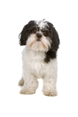 karışık breed boomer köpek