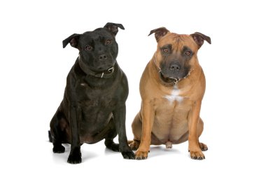 iki staffordshire boğa korkunç köpek
