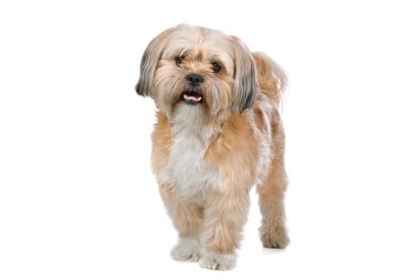 karışık breed boomer köpek