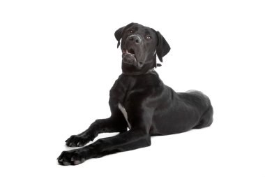 karışık breed laboratuvar çapraz