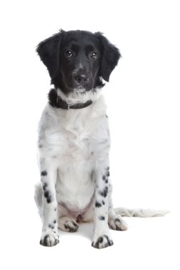 stabyhoun veya Frizce işaret eden köpek