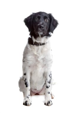 stabyhoun veya Frizce işaret eden köpek