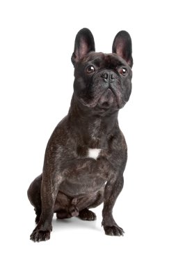 Fransız buldozer oturma