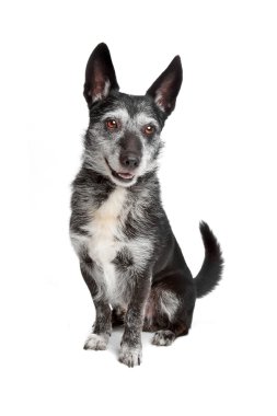 sevimli köpek Studio poz