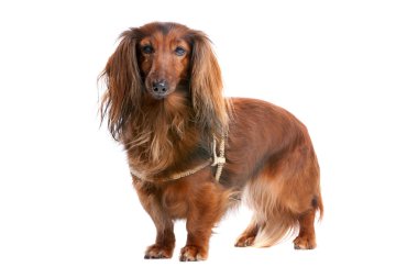 Beyaz arkaplan önünde Dachshund