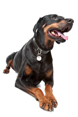 Doberman Pinscher