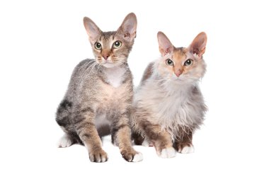Saçlı iki Sphynx (kedi)