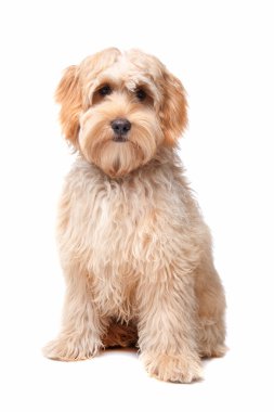 Labradoodle köpek yavrusu