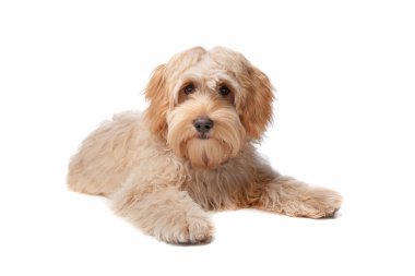 Labradoodle köpek yavrusu