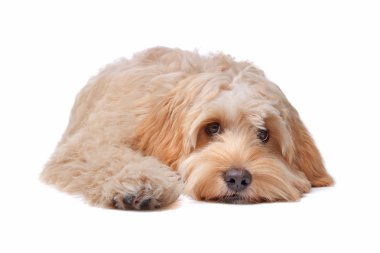 Labradoodle köpek yavrusu
