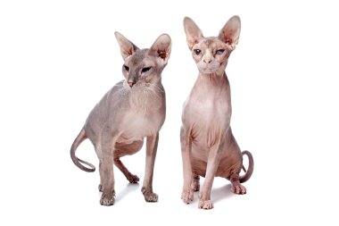 Sphynx kedi