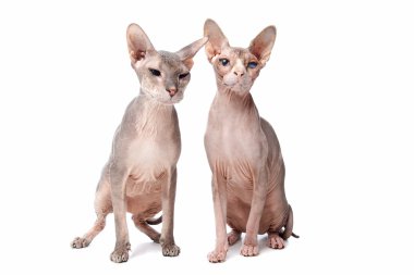 Sphynx kedi