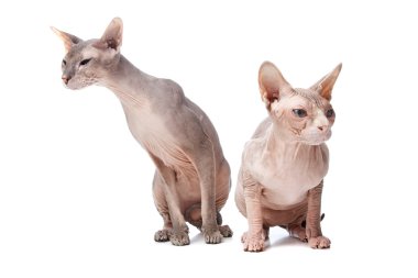 Sphynx kedi